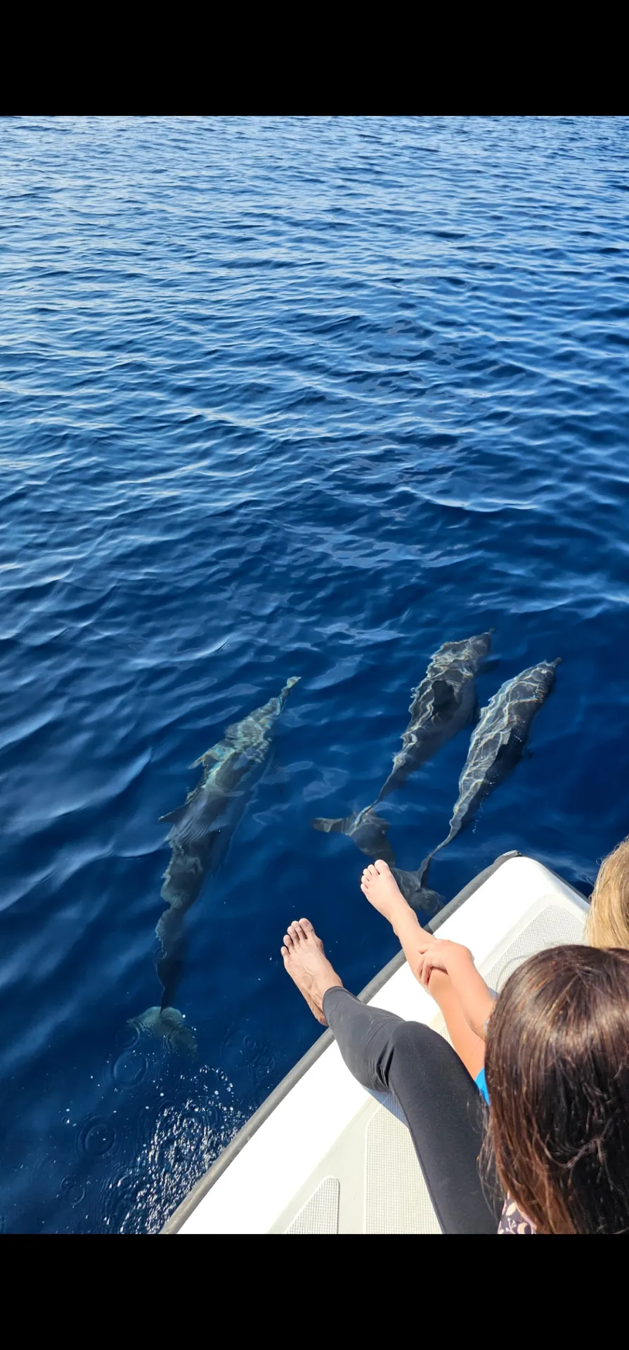 Spinner dolphins beside a boat at sunrise in the Maldives