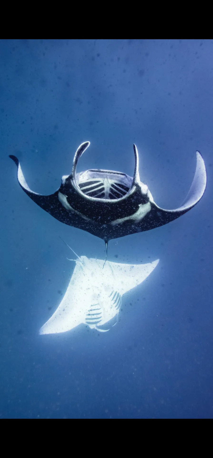 Snorkeler above a colorful Maldivian reef